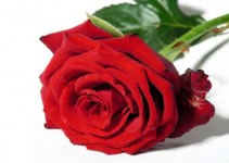 Sobre rosas e espinhos