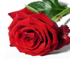 Sobre rosas e espinhos