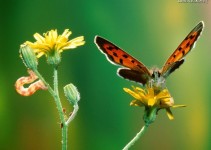 O extrato a mudança