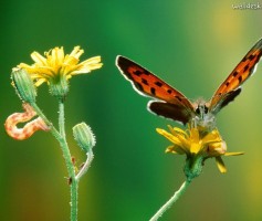 O extrato a mudança