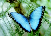 A natureza é feminina