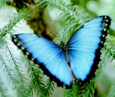 A natureza é feminina