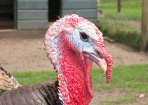 Benchmarking desastroso