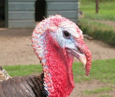 Benchmarking desastroso